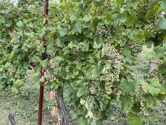 Glera grape vines
