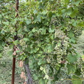 Glera grape vines