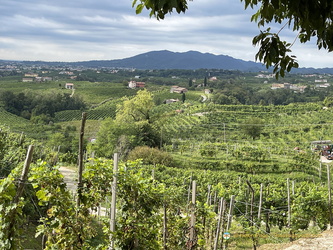 Prosecco vineyards