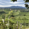 Prosecco vineyards