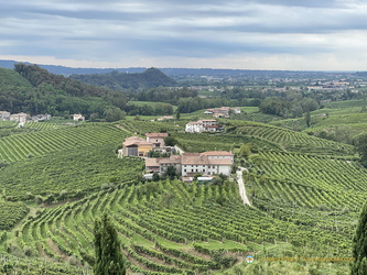 Vineyards of Santo Stefano