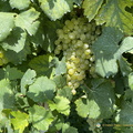 Glera grapes