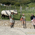 Meeting the local cow