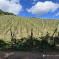IMG 0427-watermarked1