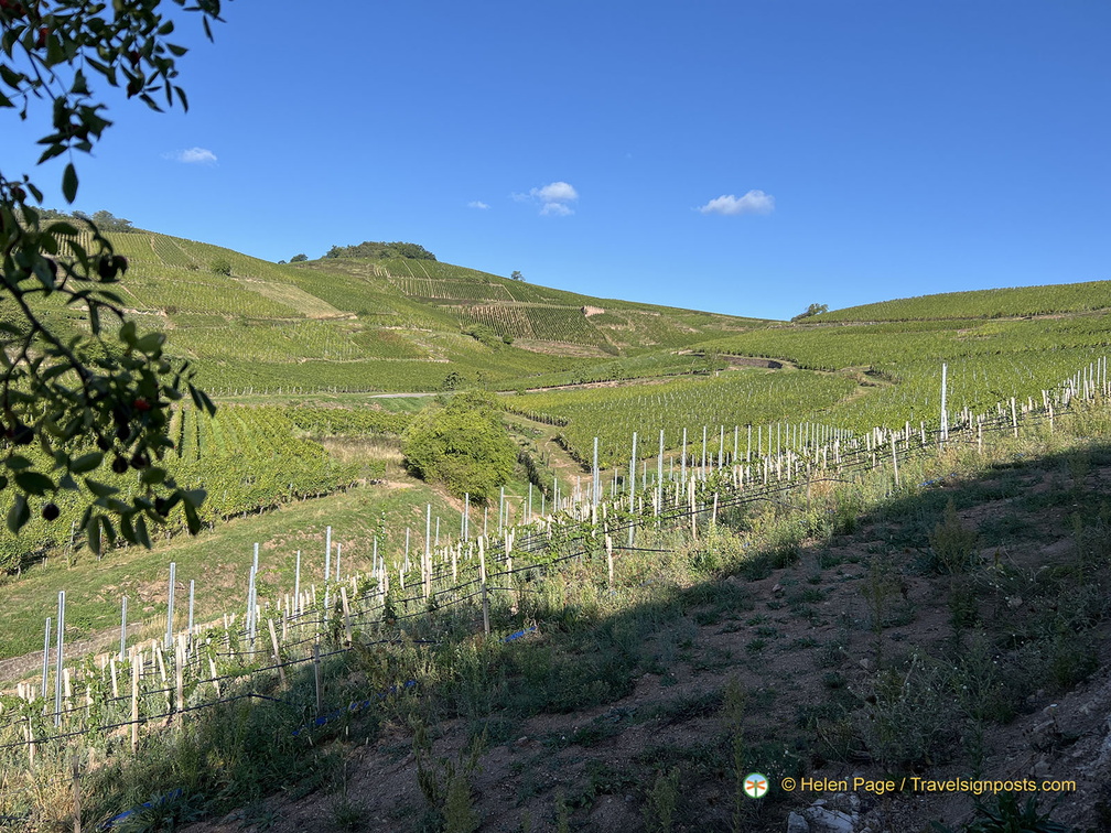 IMG 0449-watermarked