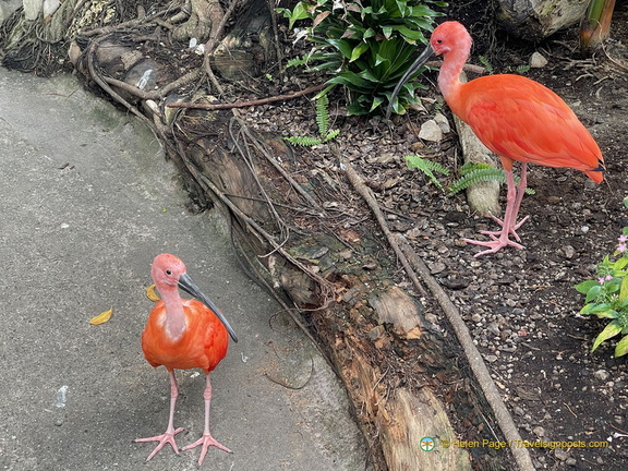 IMG 3244-watermarked