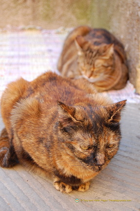 Vernazza DSC 8661-watermarked