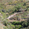 Vernazza-Monterosso_DSC_8611-watermarked.jpg