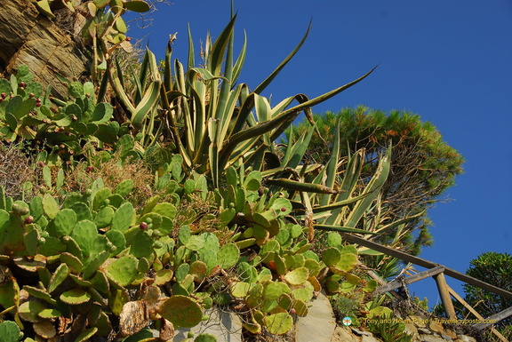 Riomaggiore AJP 5330-watermarked