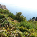 Manarola and its cemetery (913 посещения) Manarola village and its cemetery Manarola and its cemetery