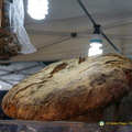 DSC00588-watermarked (518 visites) DSC00588-watermarked