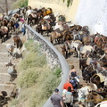 Fira Donkey rides