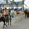 Donkey rides