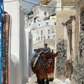 Fira's iconic donkeys