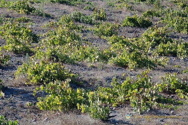Santorini-Winery AJP 6234-watermarked