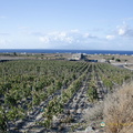 Domaine Sigalas'  Assyrtiko grape