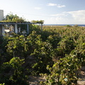 Domaine Sigalas Assyrtiko grapes