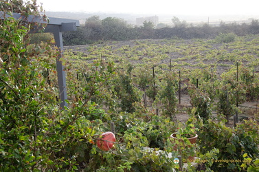 Santorini-Winery AJP 6248-watermarked