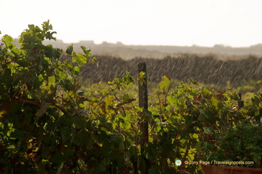 Santorini-Winery AJP 6251-watermarked-topaz
