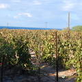 Domaine Sigalas Vineyards