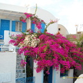 Bougainvilleas 