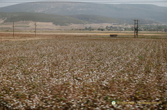 Delphi DSC 0896-watermarked-topaz