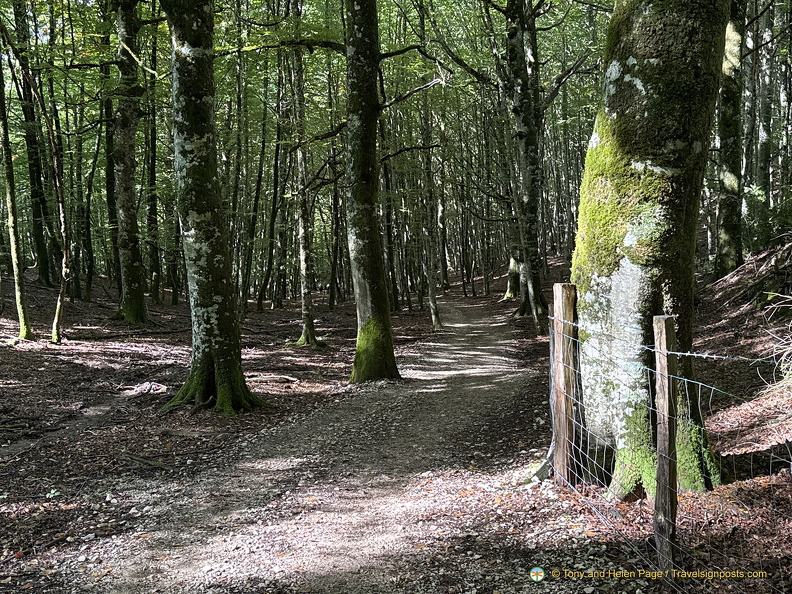 Wooded section of today's walk