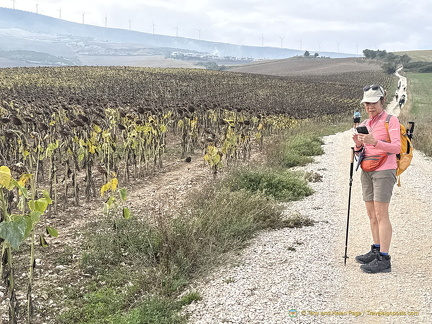 Field of finished sunflowers