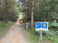 Walking through woodlands