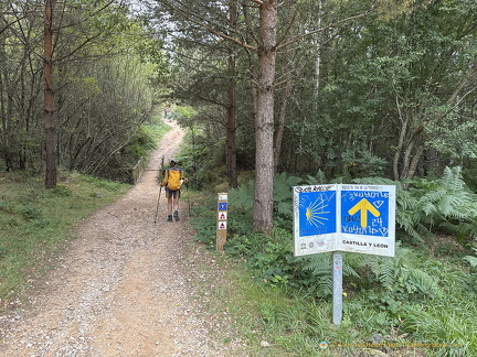 Walking through woodlands