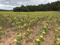 Field of sad-looking sunflowers