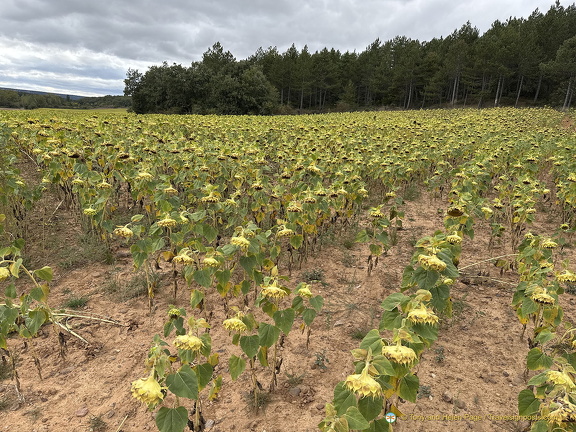 Field of sad-looking sunflowers