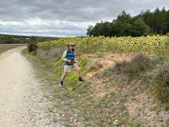 Tony's going to talk to the sunflowers