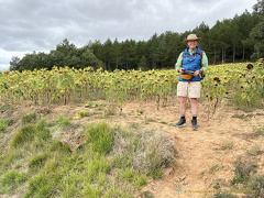 Tony enjoying being with the sunflowers