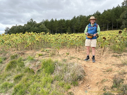 Tony enjoying being with the sunflowers