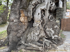 Amazing tree trunk