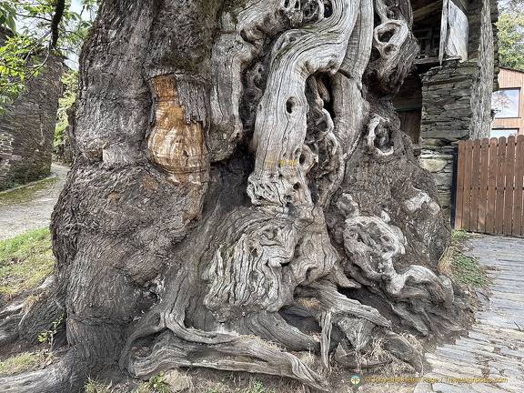 Amazing tree trunk