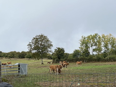 IMG 0677-watermarked