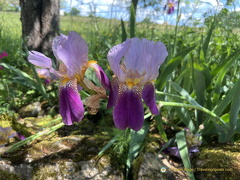Turenne Collonges-la-Rouge IMG 0861