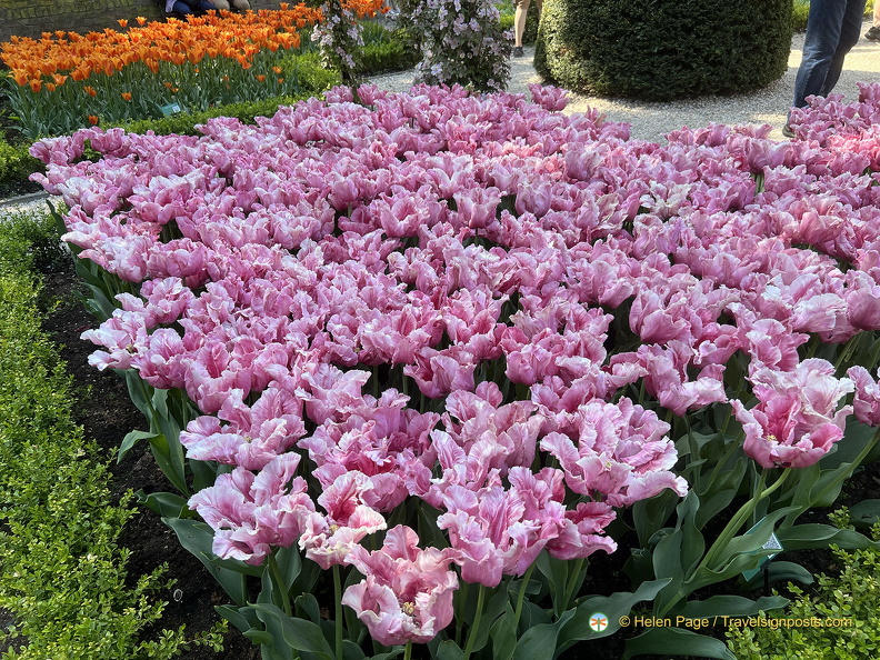 Keukenhof IMG 6008 (288 visits) Keukenhof IMG 6008