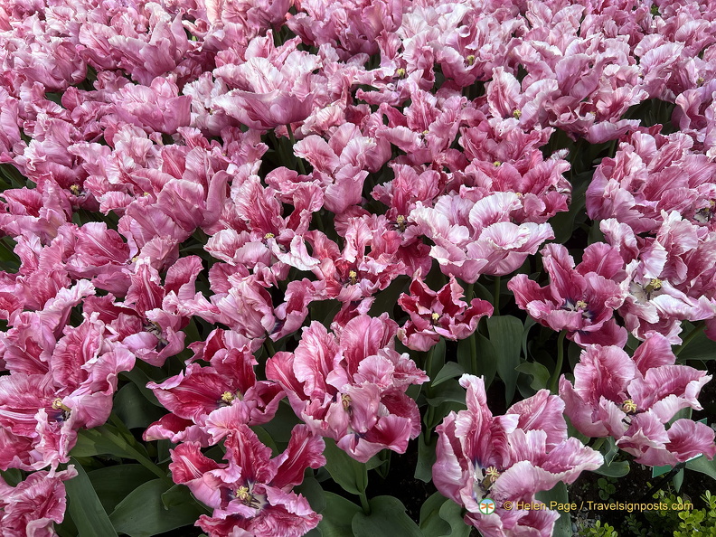 Keukenhof IMG 6009 (286 visits) Keukenhof IMG 6009