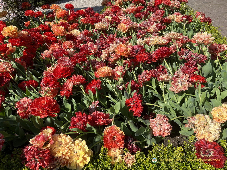 Keukenhof IMG 6012 (276 visits) Keukenhof IMG 6012