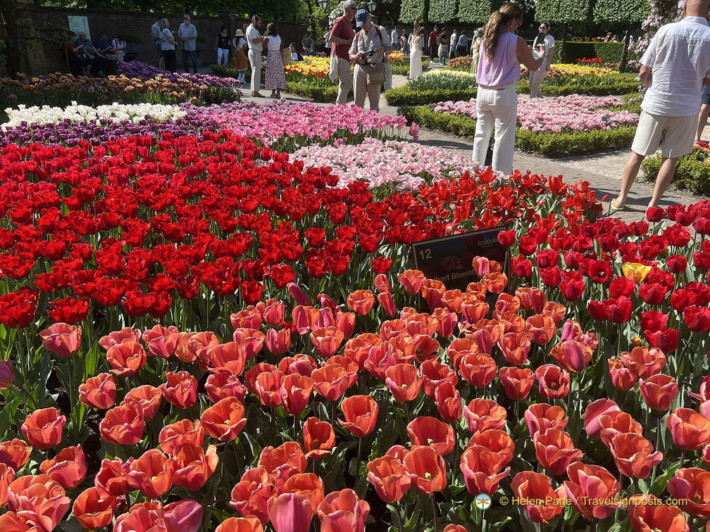 Keukenhof IMG 6013 (279 visits) Keukenhof IMG 6013