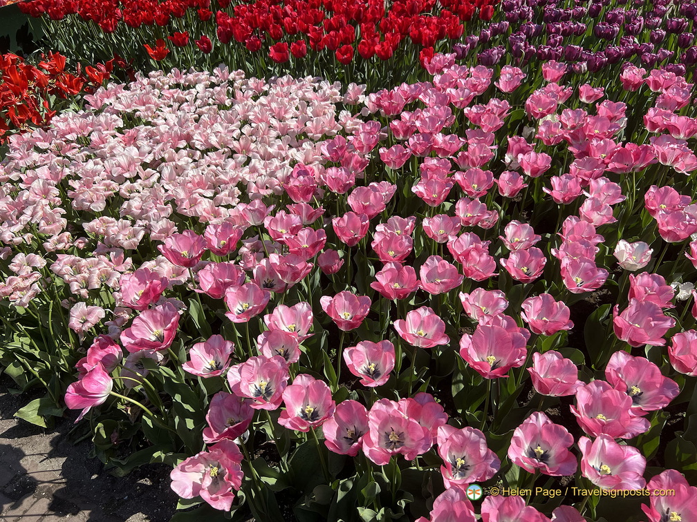 Keukenhof IMG 6014 (287 visits) Keukenhof IMG 6014