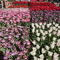 Keukenhof IMG 6015