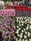 Keukenhof IMG 6015