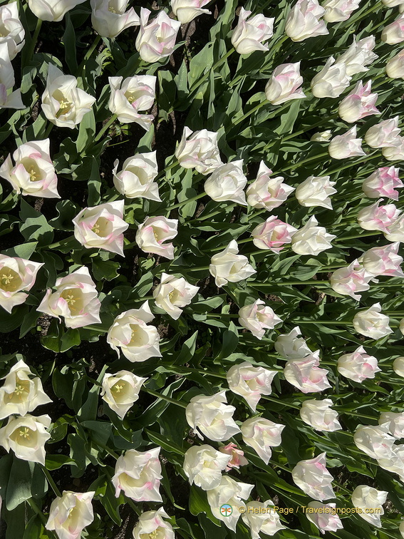 Keukenhof IMG 6016 (289 visits) Keukenhof IMG 6016