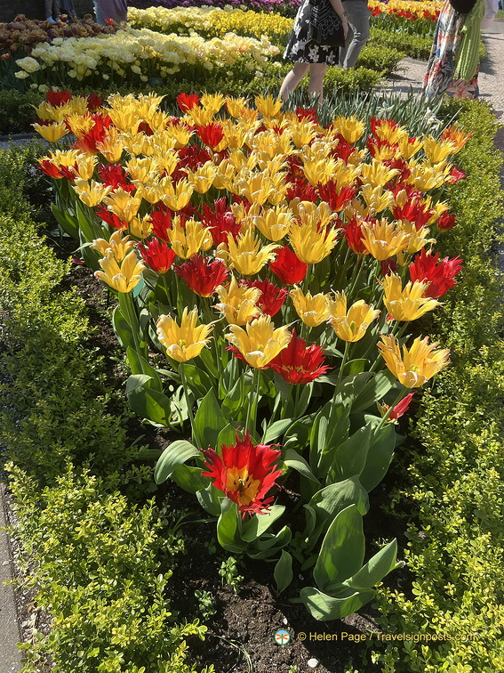 Keukenhof IMG 6020 (301 visits) Keukenhof IMG 6020