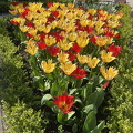 Keukenhof IMG 6020