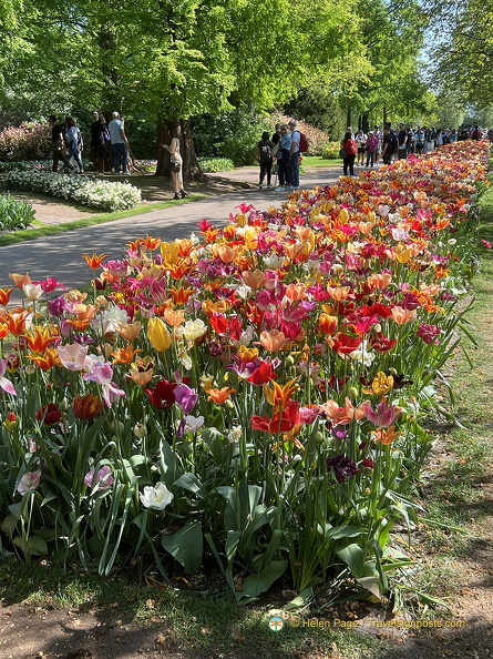 Keukenhof IMG 6022 (283 visits) Keukenhof IMG 6022